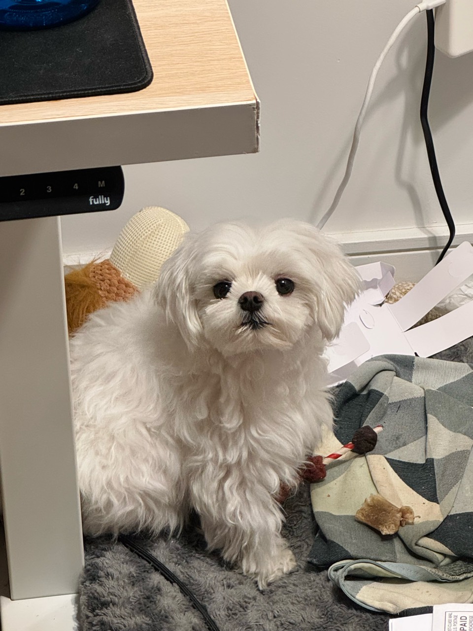 Mochi, a fluffy white dog, sitting beside a desk.